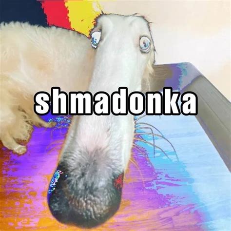Shmadonka. Things To Know About Shmadonka. 