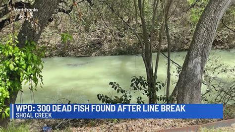 Shoal Creek spill kills more fish than originally thought
