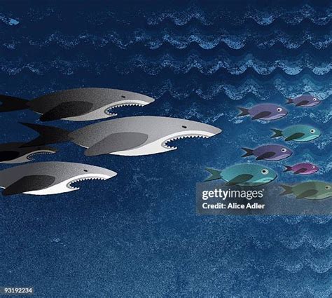 Shoal Photos and Premium High Res Pictures - Getty Images