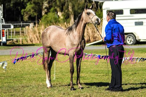 Shoalhaven All Breeds (Official) Facebook