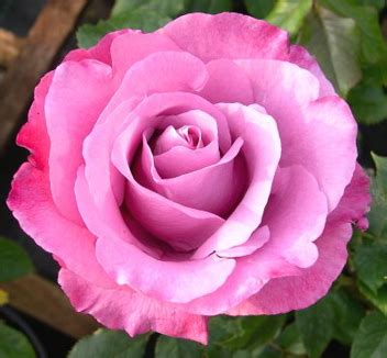 Shocking Blue Roses UK