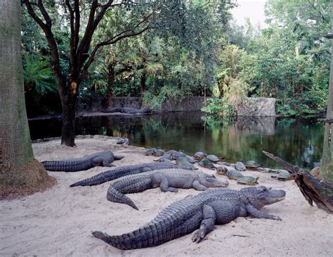 Shocking video shows man in alligator habitat at Florida Busch Gardens