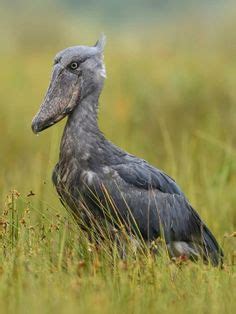 Shoebill Liam Doyle