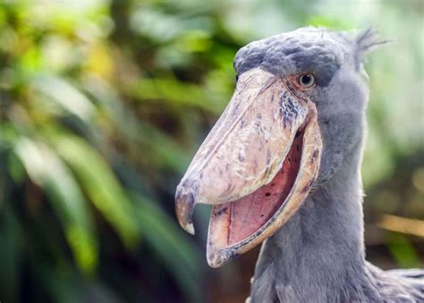 A shoebill stork is a tall bird with a long bill that stands up to 5ft tall and weighs up to 15lbs, but a crocodile is a large reptile with a long snout that weighs upwards of 2,000lbs and grows 10ft-20ft in length. These animals could not be more different from one another in terms of their bodies. They do have some similarities, though.. 