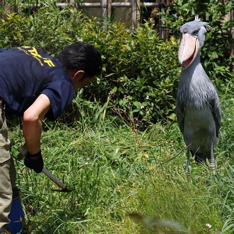 Shoebill stork next to person. Things To Know About Shoebill stork next to person. 