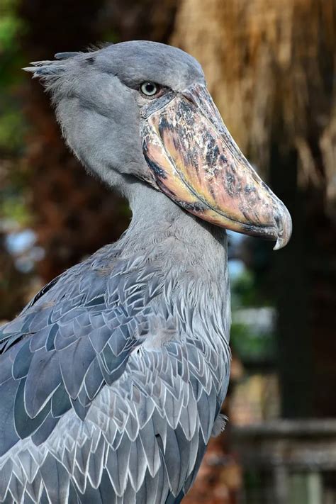 Shoebills at ZooTampa! Aviary Animal Care Professional (and shoebill …