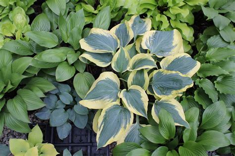 Shop – The Hosta Guru