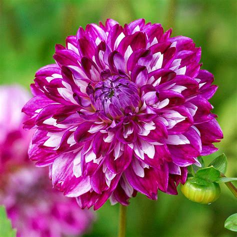 Shop Optical Illusion Dahlia Decorative Dahlias