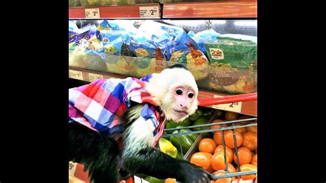 Shop monkey. Things To Know About Shop monkey. 
