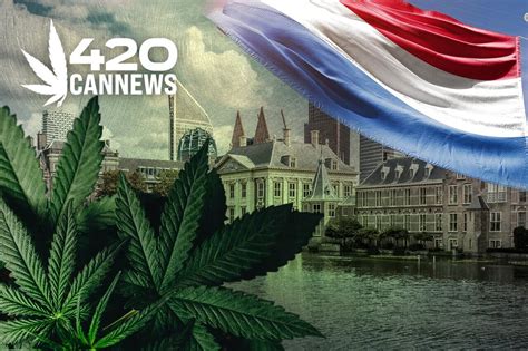 Shops in 2 Dutch cities start selling legally grown cannabis in an experiment to regulate pot trade