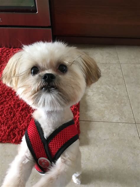 Packed full of personality, the Shorkie Tzu is 