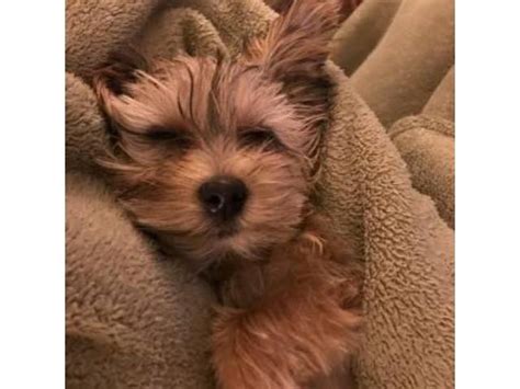 The typical price for Shorkie puppies for sale in St. Louis, MO may vary based on the breeder and individual puppy. On average, Shorkie puppies from a breeder in St. Louis, MO may range in price from $1,150 to $1,900. …. .