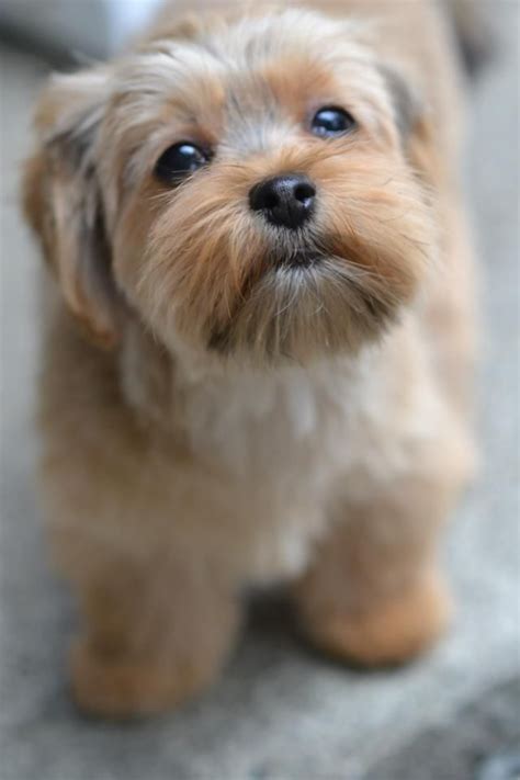 Oct 26, 2021 - Explore 1 717-701-6669's board "shorkie haircuts" on Pinterest. See more ideas about cute dogs, cute puppies, puppies..