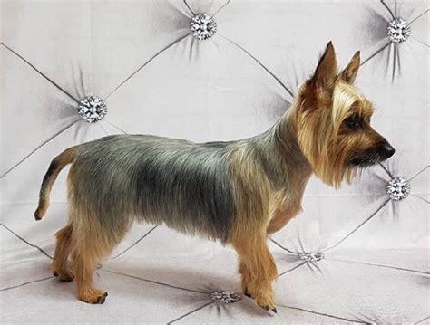 One of the most popular Yorkie hairstyles for males is the puppy cut. This style involves trimming the fur to a uniform length all over the body, typically between 1 and 2 inches. The hair around the face is usually left longer to create a cute, puppy-like appearance. The puppy cut is easy to maintain and can be a good option for owners who don .... 
