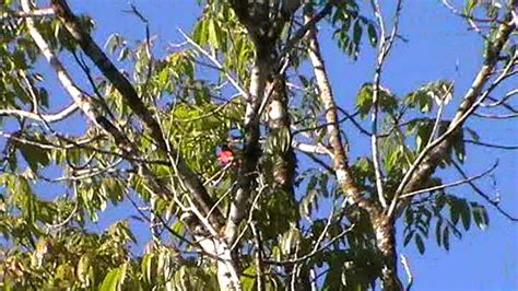 Short-billed Minivet bird video - YouTube