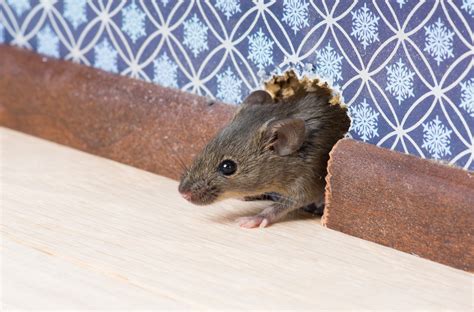 Short-term renters find shrieking mice at infested Commerce City house