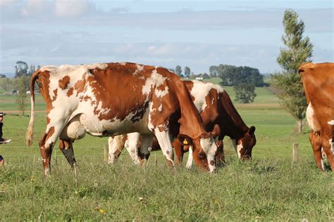 Shorthorn – NZ Milking Shorthorn Assn