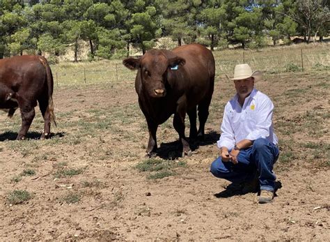 Shorthorn National Show and Sale gains third selling agent