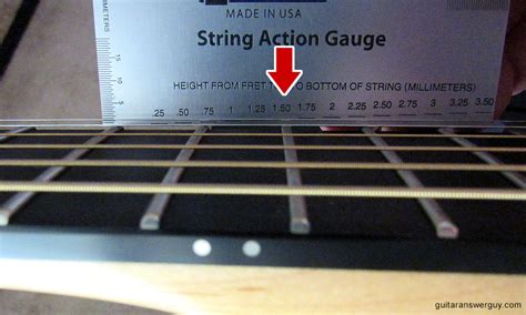 Should Bass Strings Be The Same Height? - Stellina Marfa