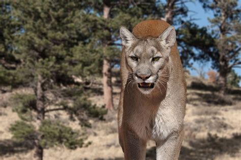 Should Colorado’s mountain lions be hunted? Voters could decide in new ballot initiative