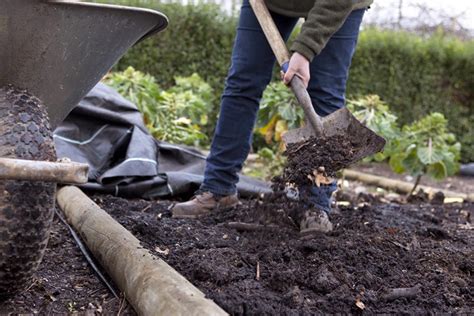 Should I Manure my Veg Plot? - BBC Gardeners World Magazine