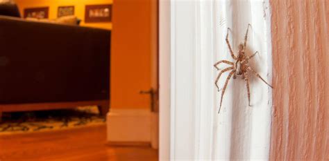 Should I kill spiders in my home? Entomologist explains