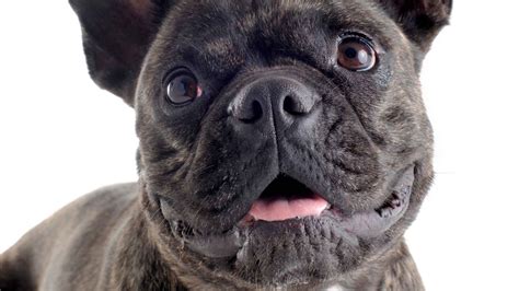 Should My French Bulldog Have A Long Nose? Quality Dog