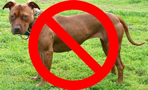 Should Pit Bulls Be Banned? Top 3 Pros and Cons