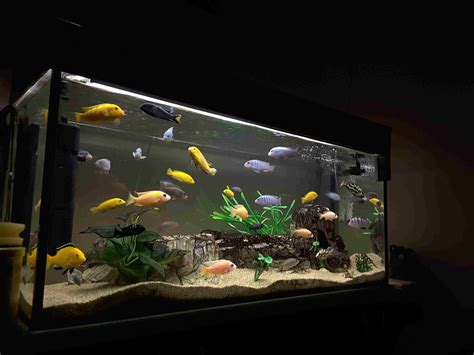 Should You Cut the Light Off at Night in Aquariums?