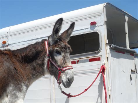 Should You Get a Donkey for your Rural Land?