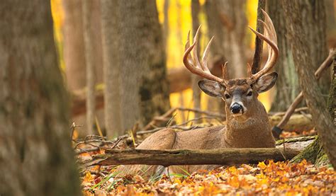 Should You Hunt Buck Bedding Areas? - Petersen