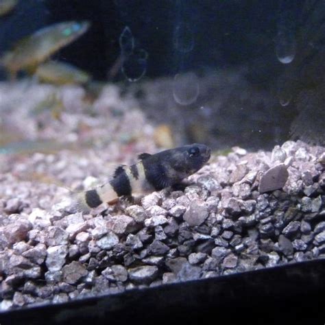 Should You Keep A Bumblebee Goby With A Betta Fish?