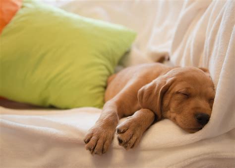 Should You Let A Puppy Sleep In Bed With You?