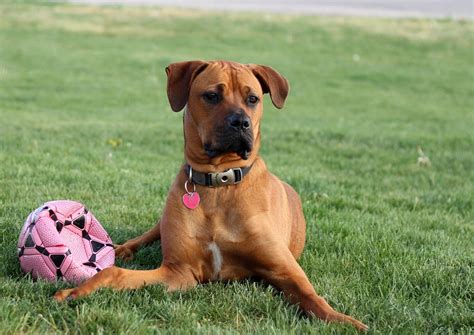 Should a Boxer Mix take after their Boxer parent, they will be a playful, energetic, and friendly dog that loves their family and loves being active with them