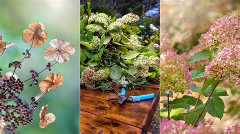 Should hydrangeas be cut back in fall