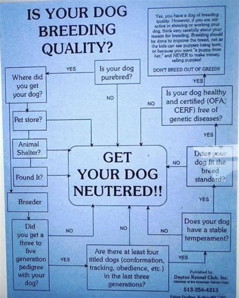 Should i breed my dog.  Important considerations are discussed.  Part art, part science, a...