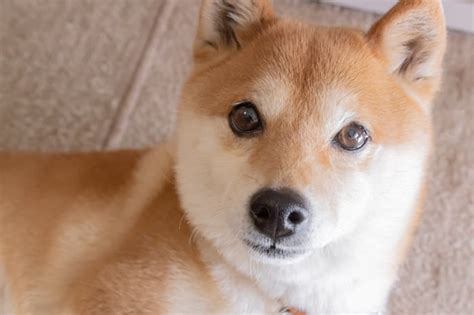 Should i buy shiba inu. Things To Know About Should i buy shiba inu. 