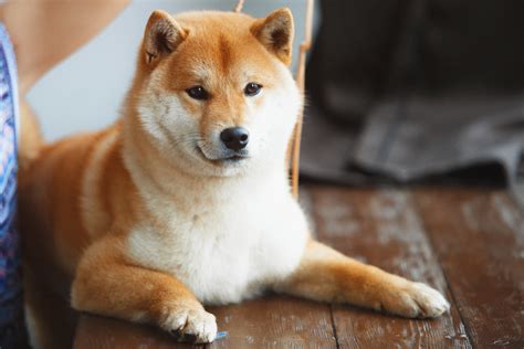 If the coin climbs to $1, Shiba Inu's market value