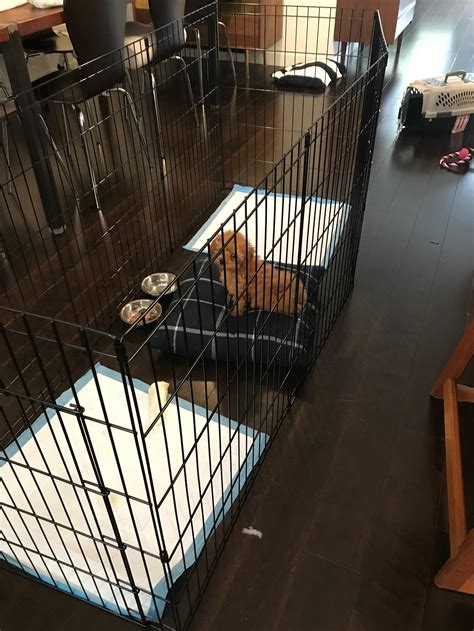 Should i put pee pad in crate
