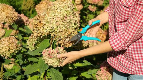 Should i trim hydrangeas in the fall
