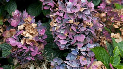 Should you deadhead a hydrangea