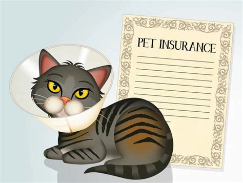 Should you get pet insurance for a furry friend?