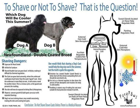 Should you shave your pup's fur in the summer?