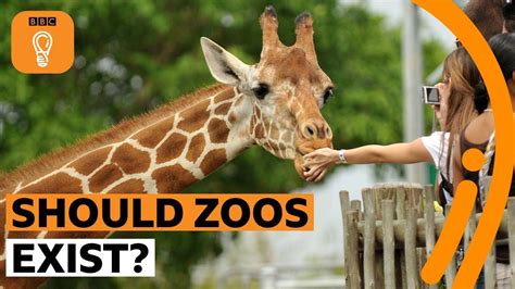 Should zoos exist. They also help redice human-animal conflicts and better understand the needs and psychology of animals. Zoos serve as laboratories to learn more about how to ... 