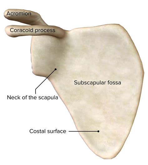 Shoulder Joint: Anatomy Concise Medical Knowledge - Lecturio