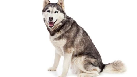 Shoulder and Joint Ligament and Tendon Conditions in Dogs