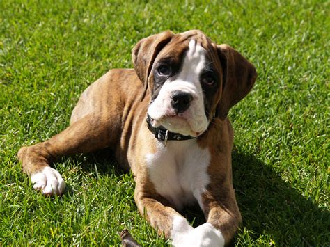 Show Boxer Puppies