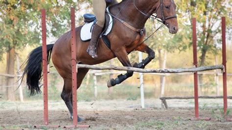 Show Jumping as a Lifestyle with Alec Lawler: Balancing Passion, Training, and Personal Life
