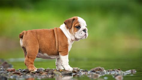 Show Me Pictures Of English Bulldog Puppies