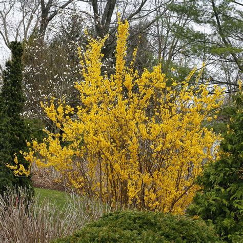 Show Off® Forsythia Plants for Sale Free Shipping - GrowJoy, Inc